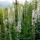 White Speedwell